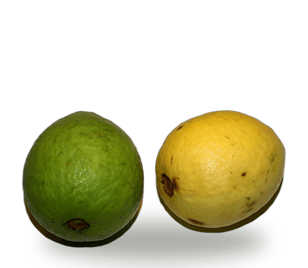 Guava