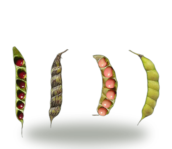 Gungo Peas