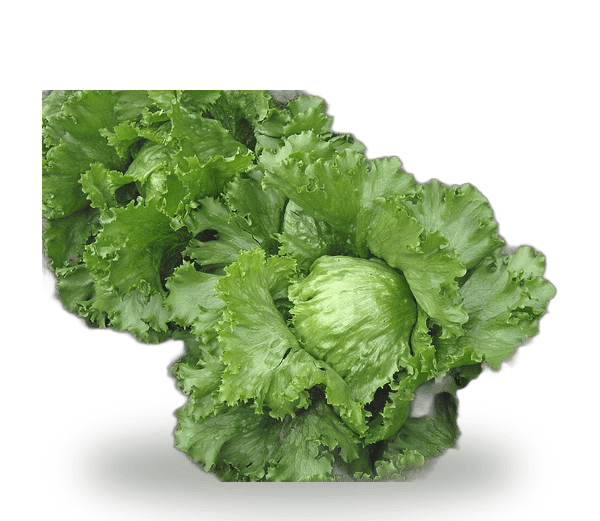 Lettuce