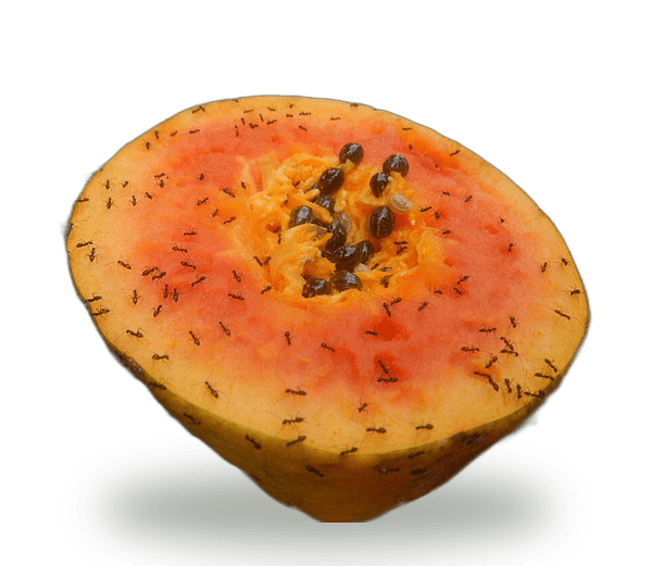 Pawpaw (Papaya)