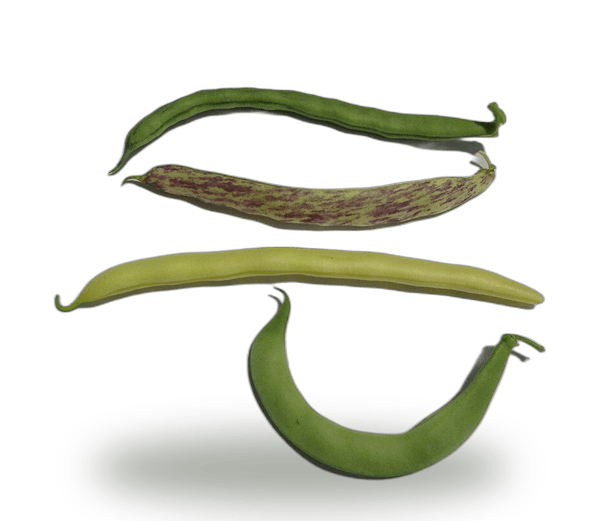 String Beans